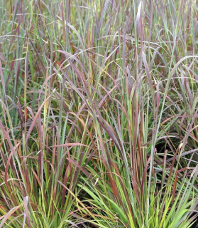 Andropogon scoparius 'Standing Ovation'